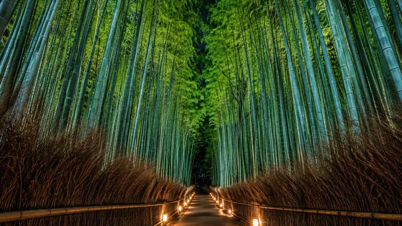 Lantern-lit path in Arashiyama during an evening walk on a Fushimi Inari and Arashiyama Bamboo Forest night tour, Kyoto